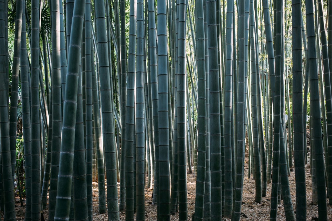 Hōkoku-ji (Bamboo Temple), Kamakura Center, Kamakura
