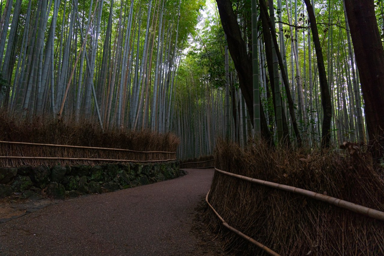 Bamboo Grove