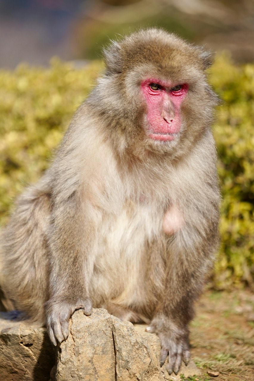 Iwatayama Monkey Park, Arashiyama, Kyoto