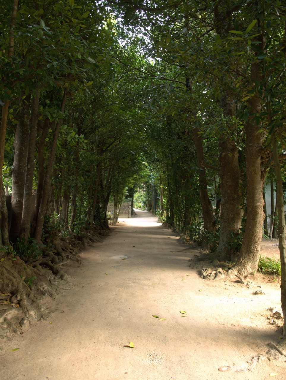 Bise Fukugi Tree Road, Motobu Churaumi, Okinawa
