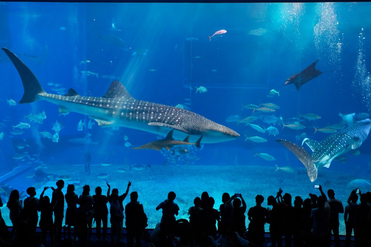 Okinawa Churaumi Aquarium, Motobu Churaumi, Okinawa
