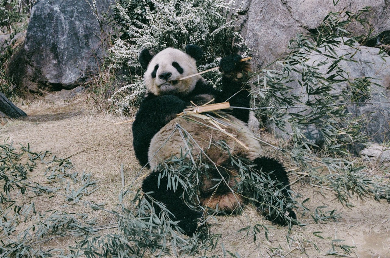 Ueno Zoo, Ueno, Tokyo