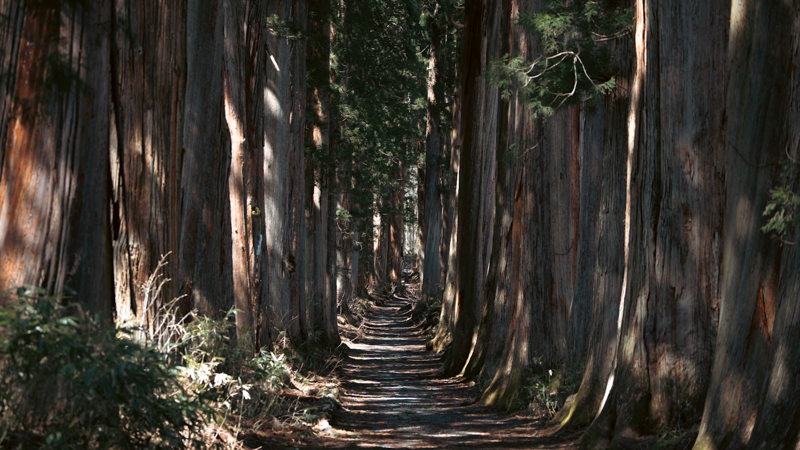 Tokyo, Kamakura & Nikkō — the Great Buddha, cedar avenues and UNESCO shrines in 6 days